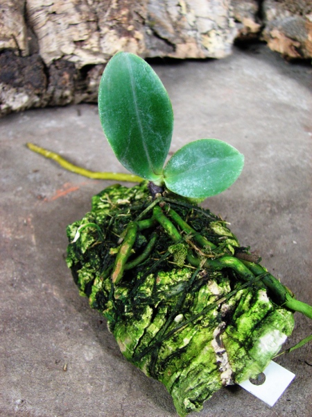 Aerangis spiculata.JPG