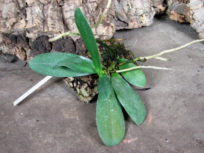 Aerangis articulata.JPG