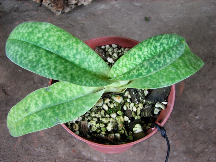 Paphiopedilum Wellesleyanum x delenatii fma. album.JPG