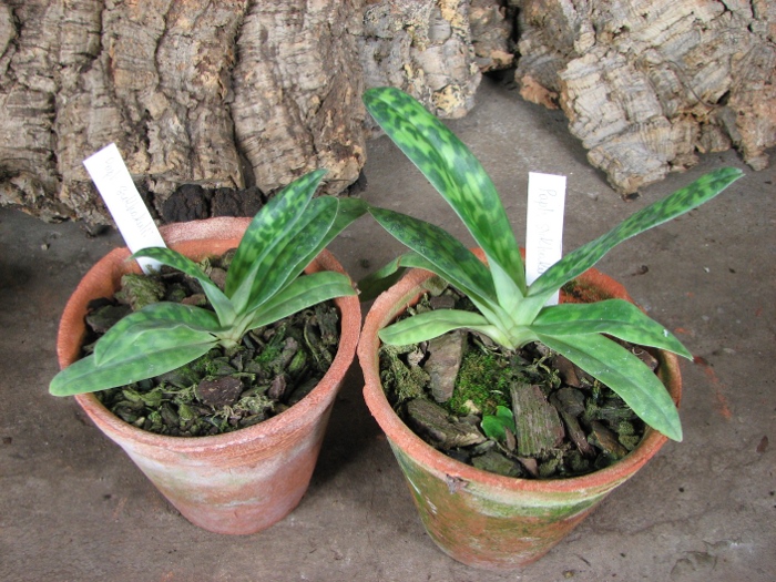 Paphiopedilum sukhakulii.JPG