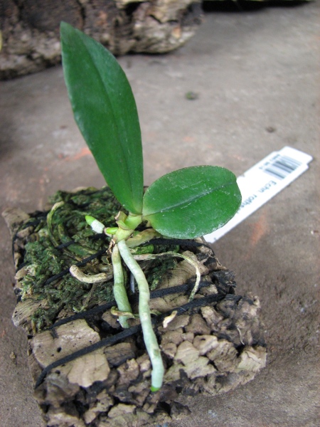 Eurychone rothschildiana.JPG