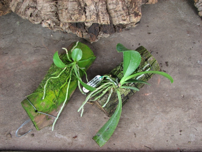 Phalaenopsis lueddemanniana var. deltonii2.JPG