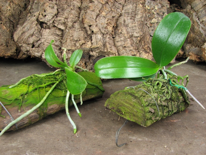 Phalaenopsis lueddemanniana var. deltonii.JPG