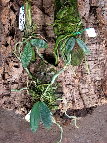 Phalaenopsis lindenii.JPG