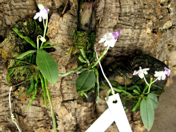 Phalaenopsis parishii.JPG