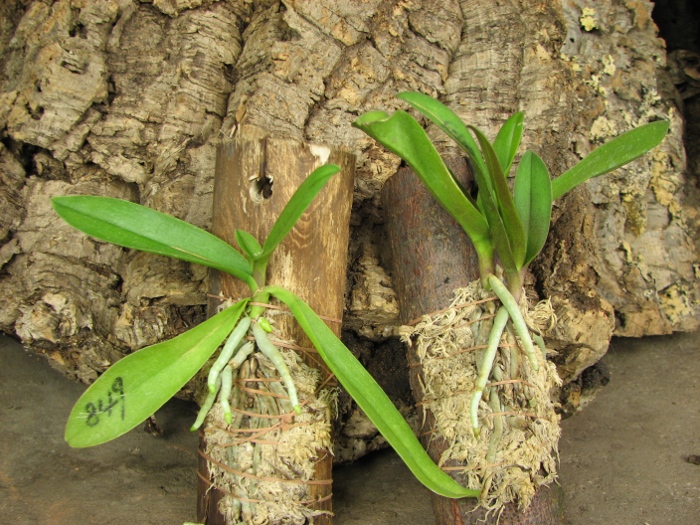 Doritis pulcherrima.JPG