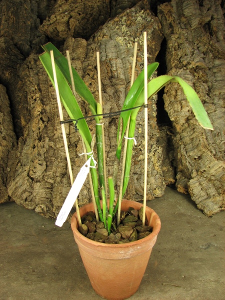 Cattleya maxima tall.JPG