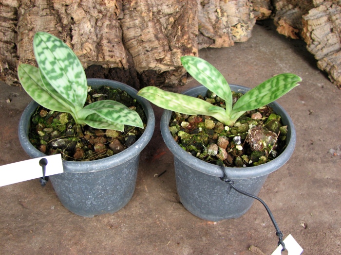 Paphiopedilum curtisii.JPG