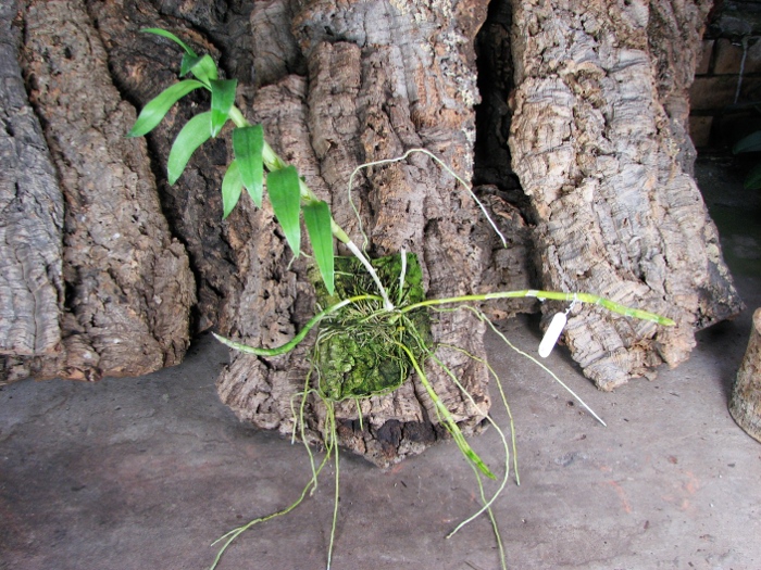Dendrobium heterocarpum.JPG