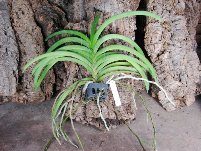Vanda Pranermprai x Ascocenda Butterfly x Vanda Sankhamphaeng.JPG