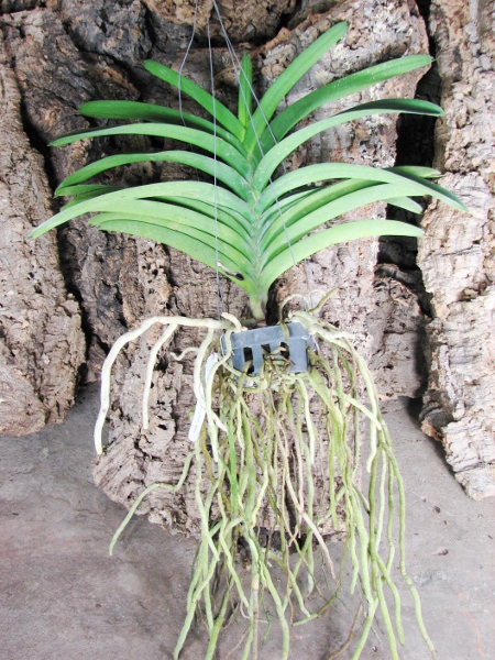 Vanda Pure's Wax 'Purplish Blue'.JPG