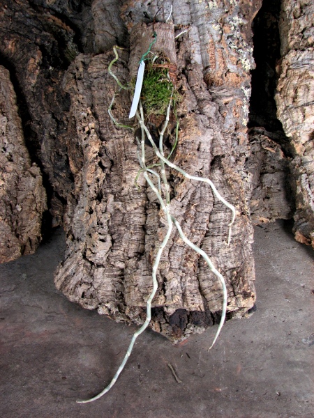 Dendrobium primulinum.JPG