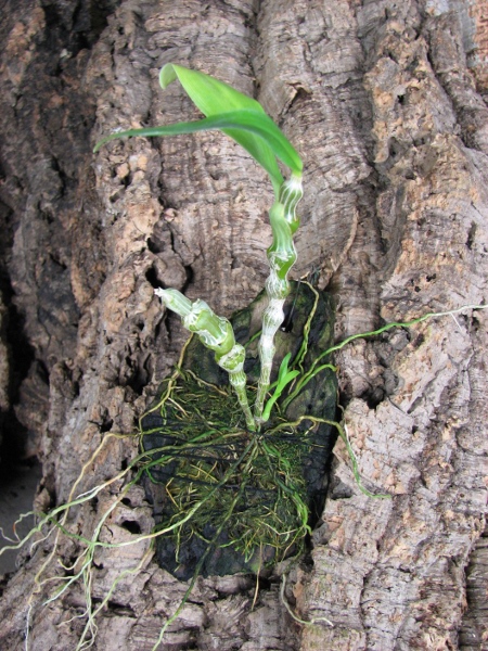 Dendrobium pendulum x self.JPG