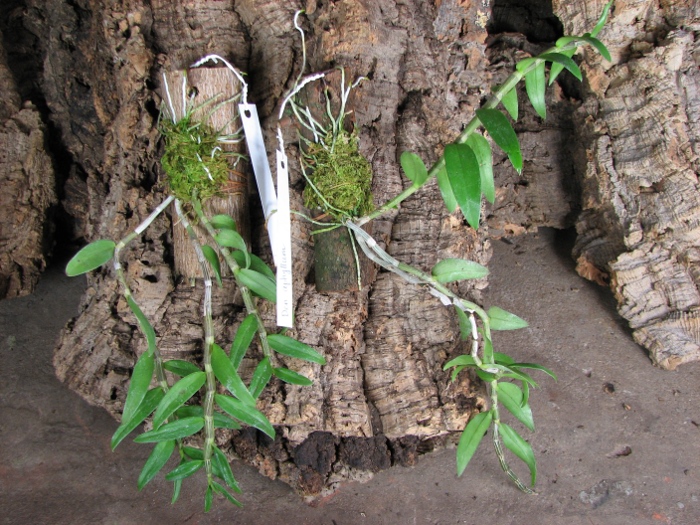 Dendrobium aphyllum.JPG