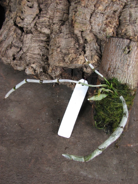 Dendrobium unicum.JPG