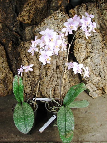 Phalaenopsis Philadelphia (schilleriana x stuartiana).JPG