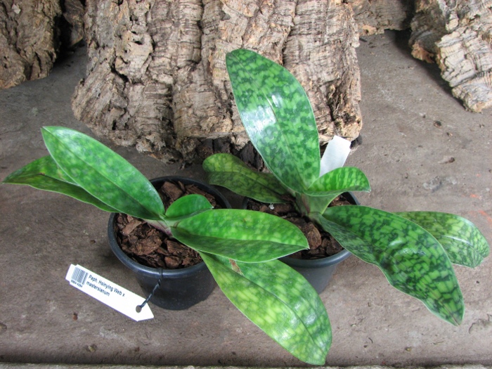 Paphiopedilum Hsinying Web x mastersianum.JPG