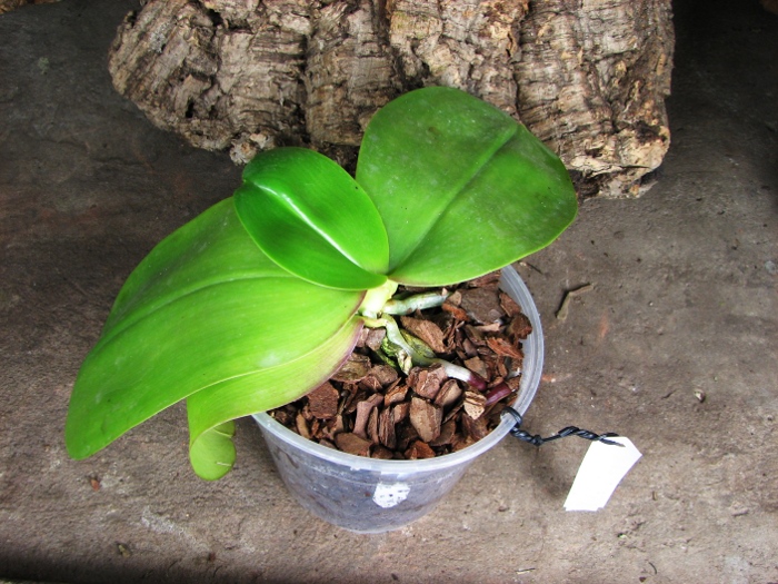 Phalaenopsis Mituo Sun 'Mituo #1' x Phalaenopsis Ld's Bear Queen.JPG