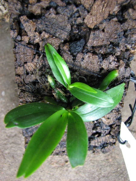 Aerangis rhodosticta.JPG