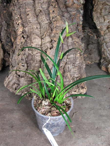 Экземпляр продан.