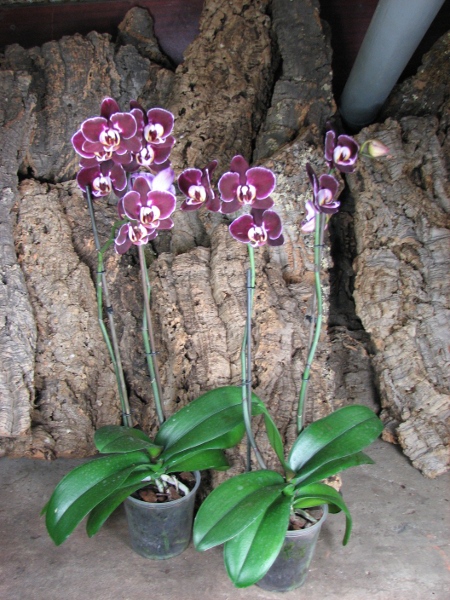 Phalaenopsis Elegant Debora.JPG