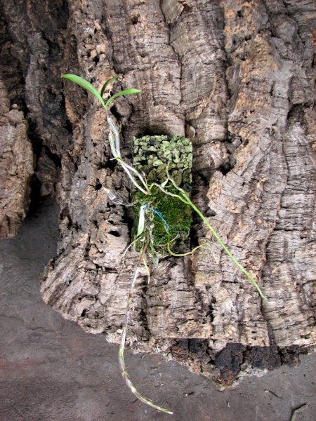 Dendrobium alterum.JPG