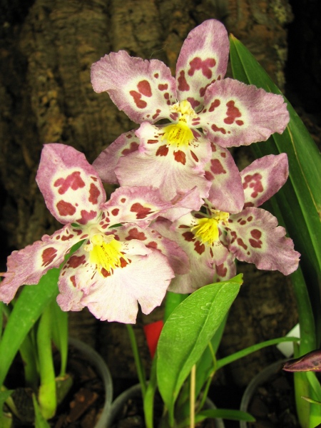 Славные цветы.