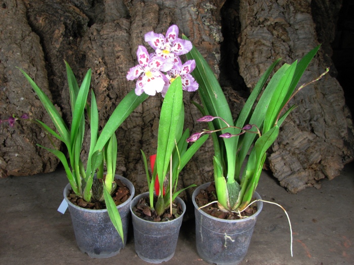 Zelglossoda Calico Gem 'Green Valley #1'.JPG