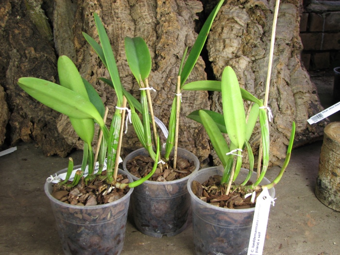 Cattleya lueddemanniana concolor (clara) x self.JPG