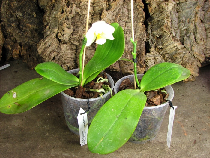 Phalaenopsis Tzu Chiang Chrisna (Phalaenopsis Timothy Christopher x Phalaenopsis Yungho Geld Canary).JPG