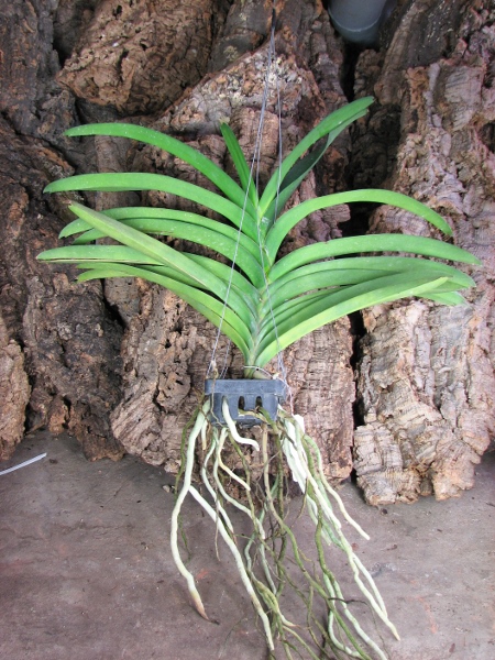 Vanda Pure's Wax 'Violet Blue'.JPG