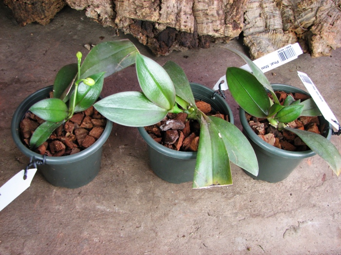 Phalaenopsis Mini Mark.JPG