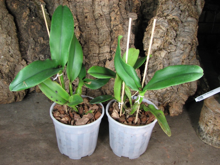 Brassolaeliocattleya Haadyai Delight 'Bangprom Gold'.JPG