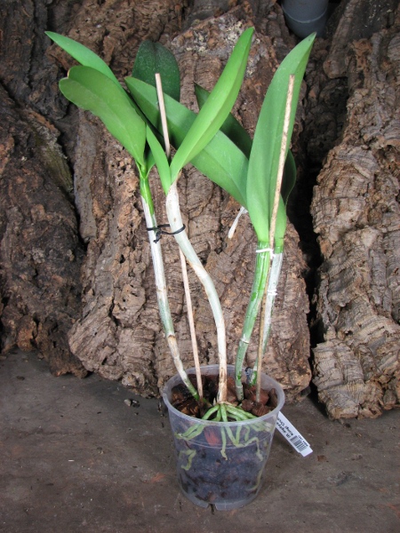 (Brassavola digbyana x Rhyncholaeliocattleya Young Kong) 'ORCHIS.JPG