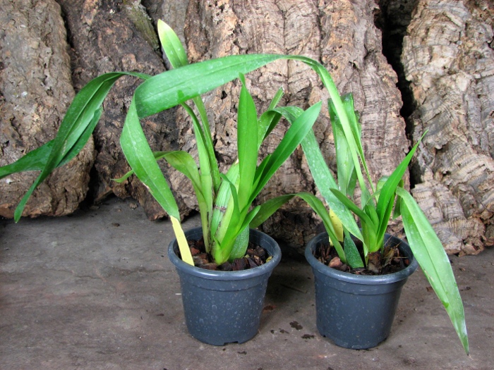 Vuylstekeara Cindy 'Pinky Lee'.JPG