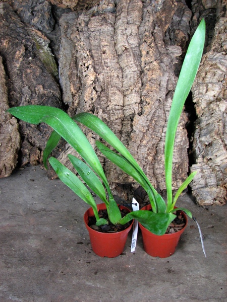 Beallara Mathias 'Glamour'.JPG