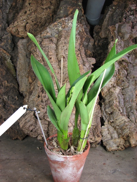 Odontioda Nationhood Bossa Nova.JPG