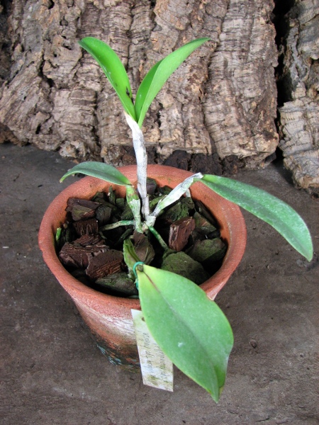 Cattleya violacea tipo 'Profusa' x Cattleya violacea tipo 'Redondinha'.JPG