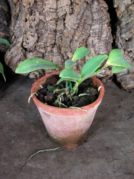Cattleya violacea rubra flamea 'Alcebiades' XXX x Cattleya violacea tipo 'Rondonia' XXX.JPG