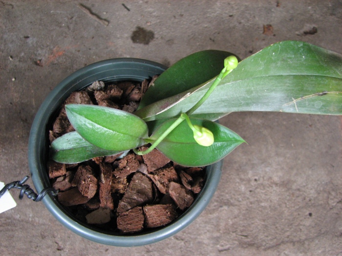 Phalaenopsis Mini Mark2.JPG