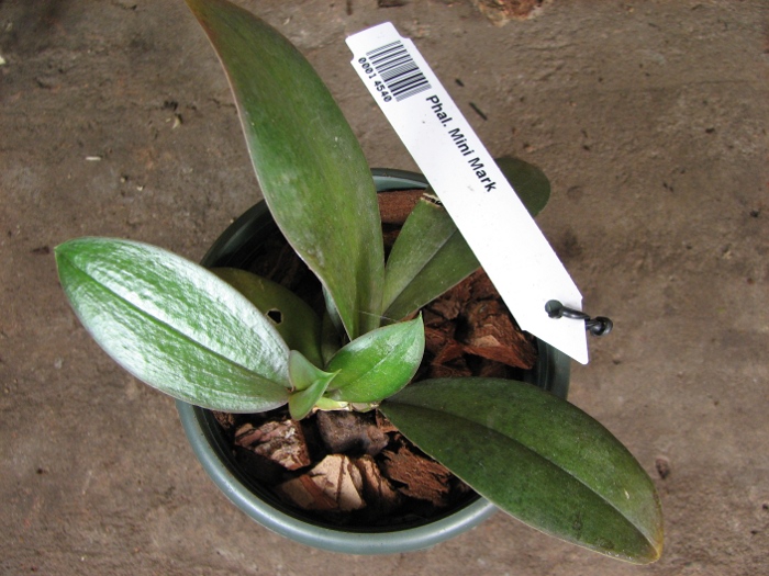 Phalaenopsis Mini Mark3.JPG