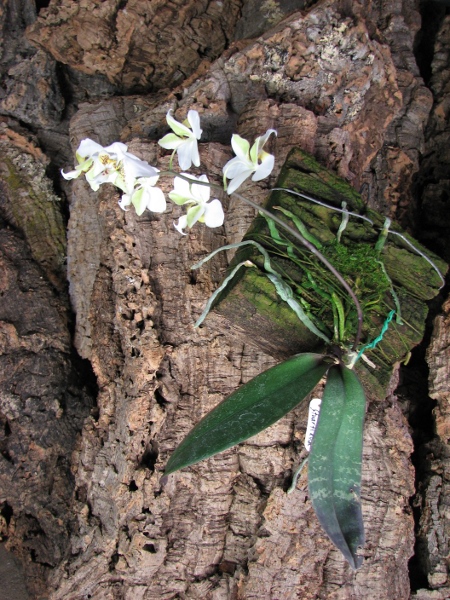 Phalaenopsis stuartiana2.JPG