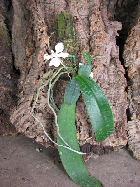 Phalaenopsis stuartiana.JPG