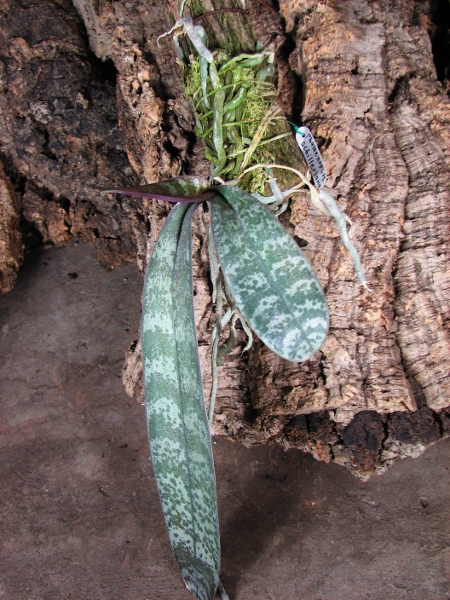 Phalaenopsis schilleriana.JPG