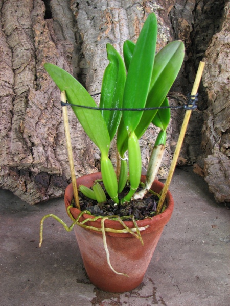 Cattleya lueddemanniana (coerulea 'Mariauxi' x tipo) x lueddemanniana coerulea 'Tania'.JPG