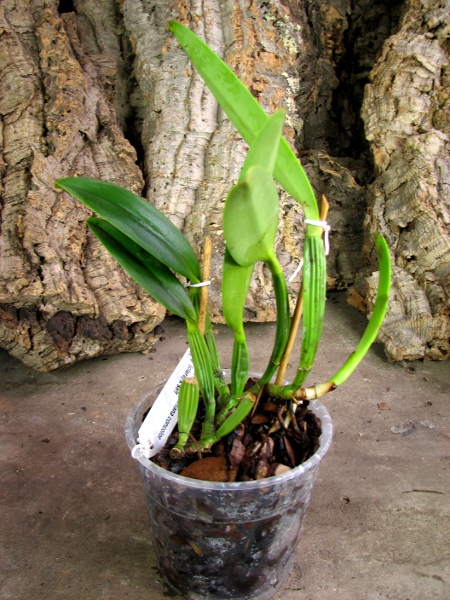 Cattleya lueddemanniana concolor (clara) x self2.JPG