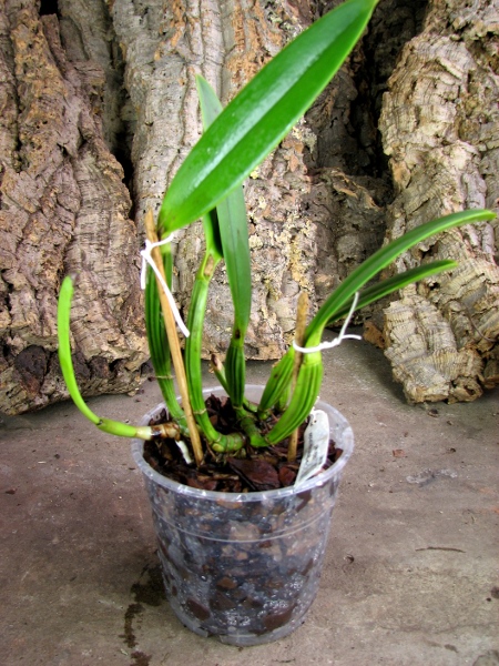 Cattleya lueddemanniana concolor (clara) x self3.JPG