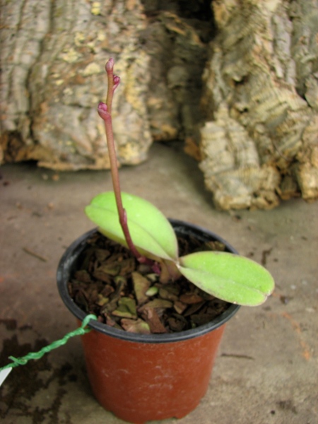 Doritaenopsis Lius Sakura1.JPG