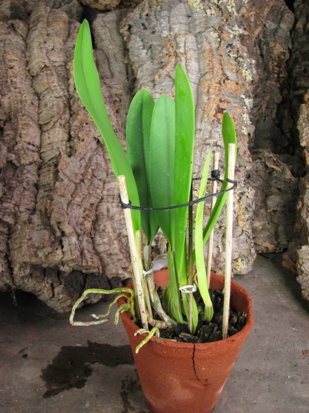 Cattleya lueddemanniana (coerulea 'Mariauxi' x tipo) x lueddemanniana coerulea 'Tania'2.JPG