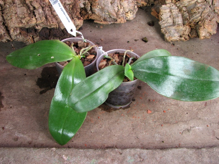 Phalaenopsis gigantea x mariae.JPG